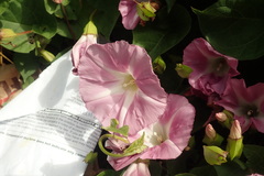 Calystegia sepium roseata
