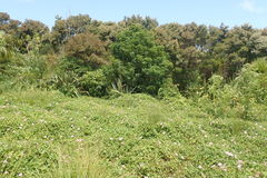Calystegia sepium roseata