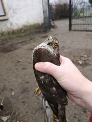 Accipiter nisus