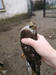 Accipiter nisus