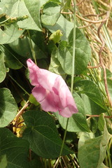 Calystegia sepium roseata