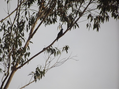 Cuculus clamosus clamosus