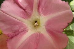 Calystegia sepium roseata