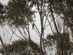 Cuculus clamosus clamosus