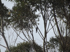 Cuculus clamosus clamosus