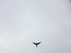 Cuculus clamosus clamosus