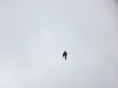 Cuculus clamosus clamosus