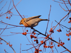 Pinicola enucleator