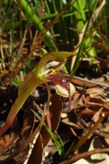 Chiloglottis reflexa