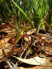 Chiloglottis reflexa