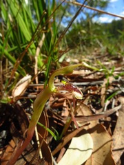 Chiloglottis reflexa