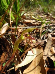 Chiloglottis reflexa