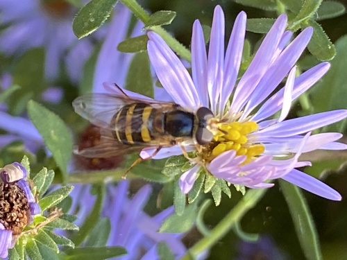 Unknown species found near Land Between the Lakes National Recreation Area, Cadiz, KY, US