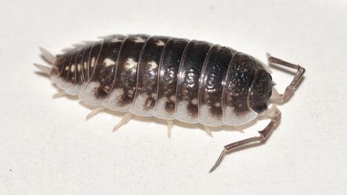 Yellow Dot Isopod, photo 5 of 10