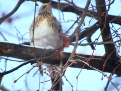 Turdus pilaris