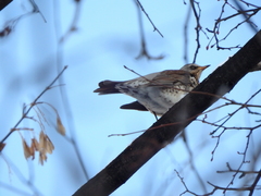 Turdus pilaris