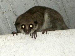 Cheirogaleus