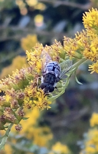 Unknown species found near Kirby Smith Dr, Wilmington, NC, US