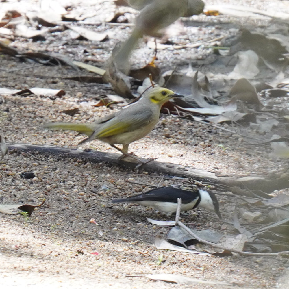 Banded Honeyeater (Cissomela pectoralis), photo 6