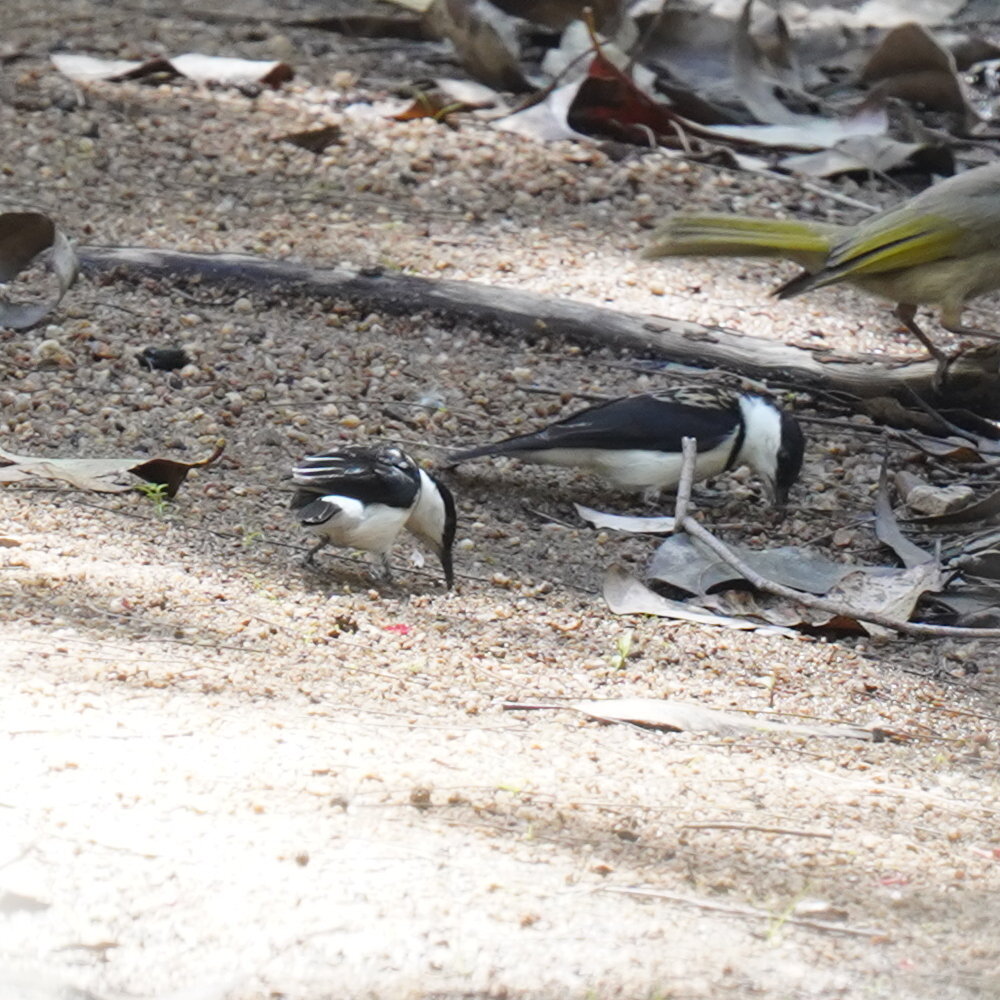 Banded Honeyeater (Cissomela pectoralis), photo 1