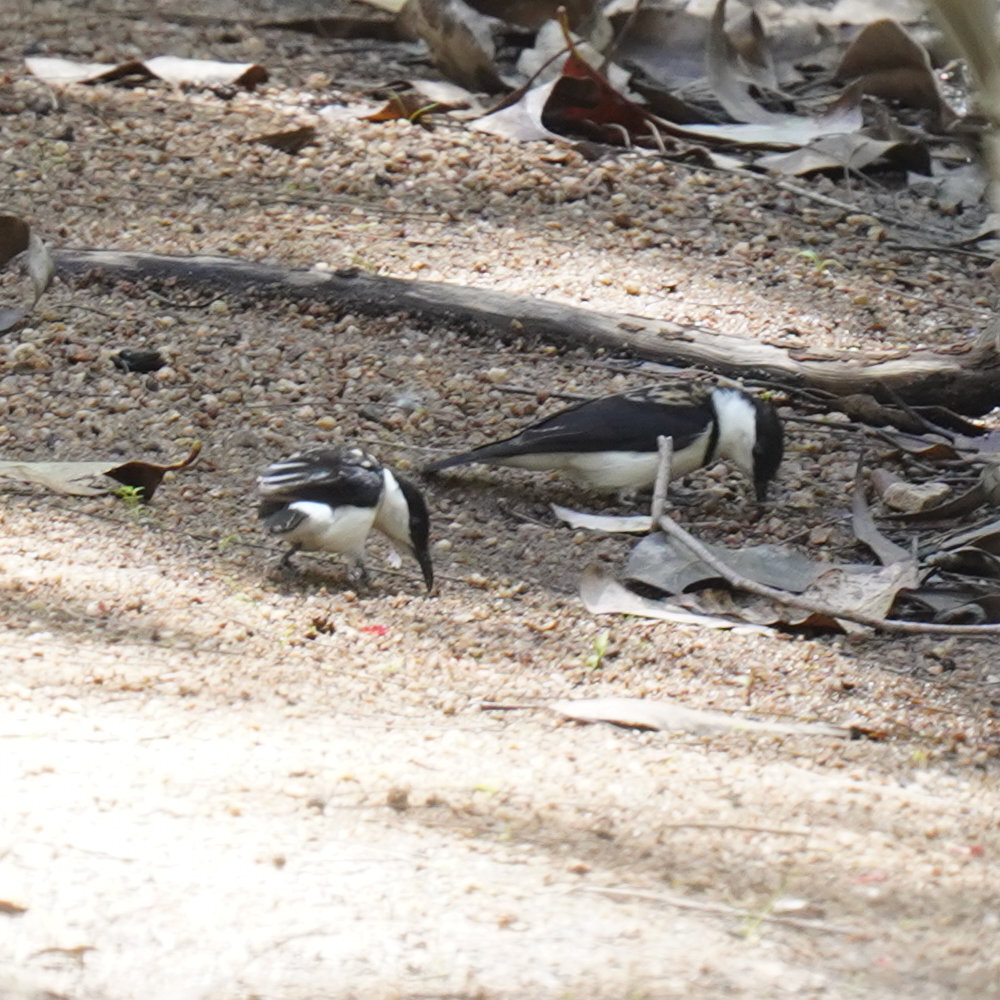 Banded Honeyeater (Cissomela pectoralis), photo 2