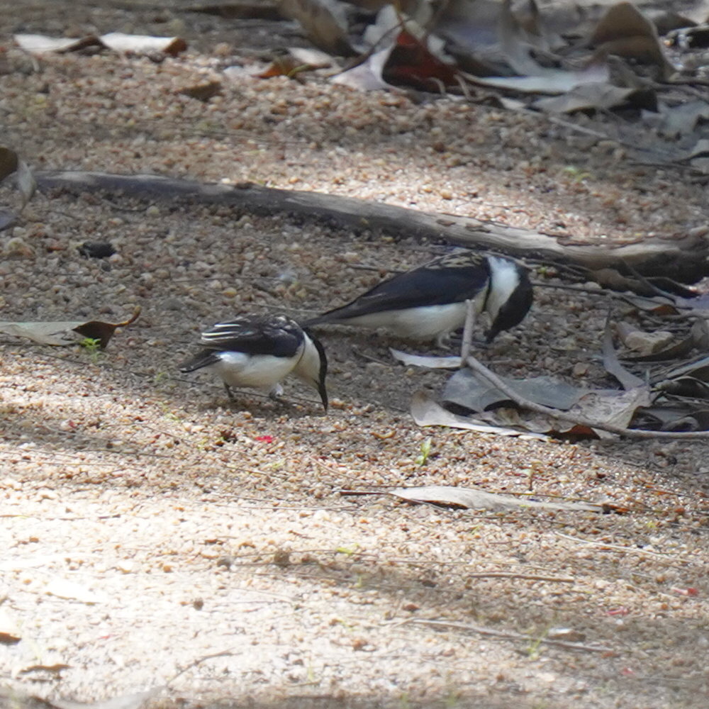 Banded Honeyeater (Cissomela pectoralis), photo 3