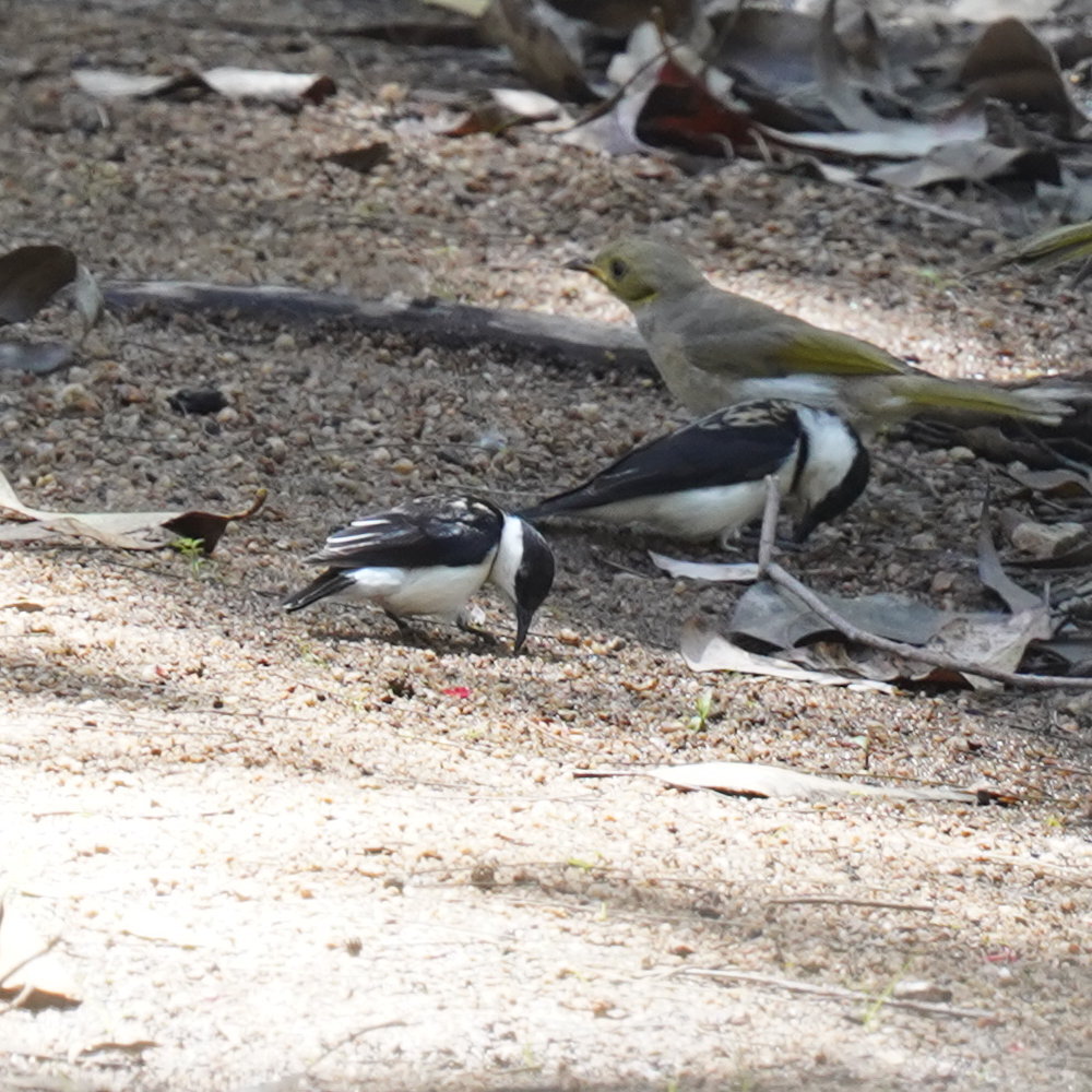 Banded Honeyeater (Cissomela pectoralis), photo 4