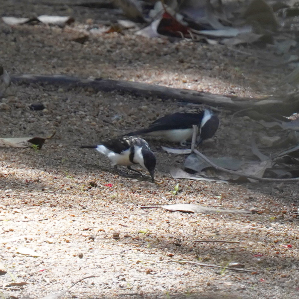 Banded Honeyeater (Cissomela pectoralis), photo 5
