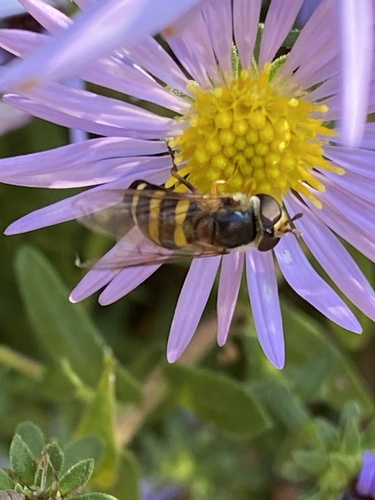 Unknown species found near Land Between the Lakes National Recreation Area, Cadiz, KY, US