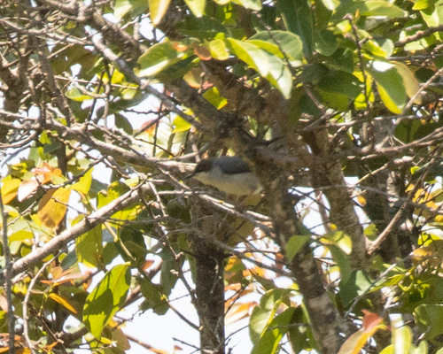 Brown-headed Apalis (Apalis alticola), photo 4