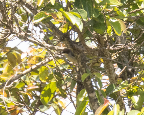 Brown-headed Apalis (Apalis alticola), photo 5