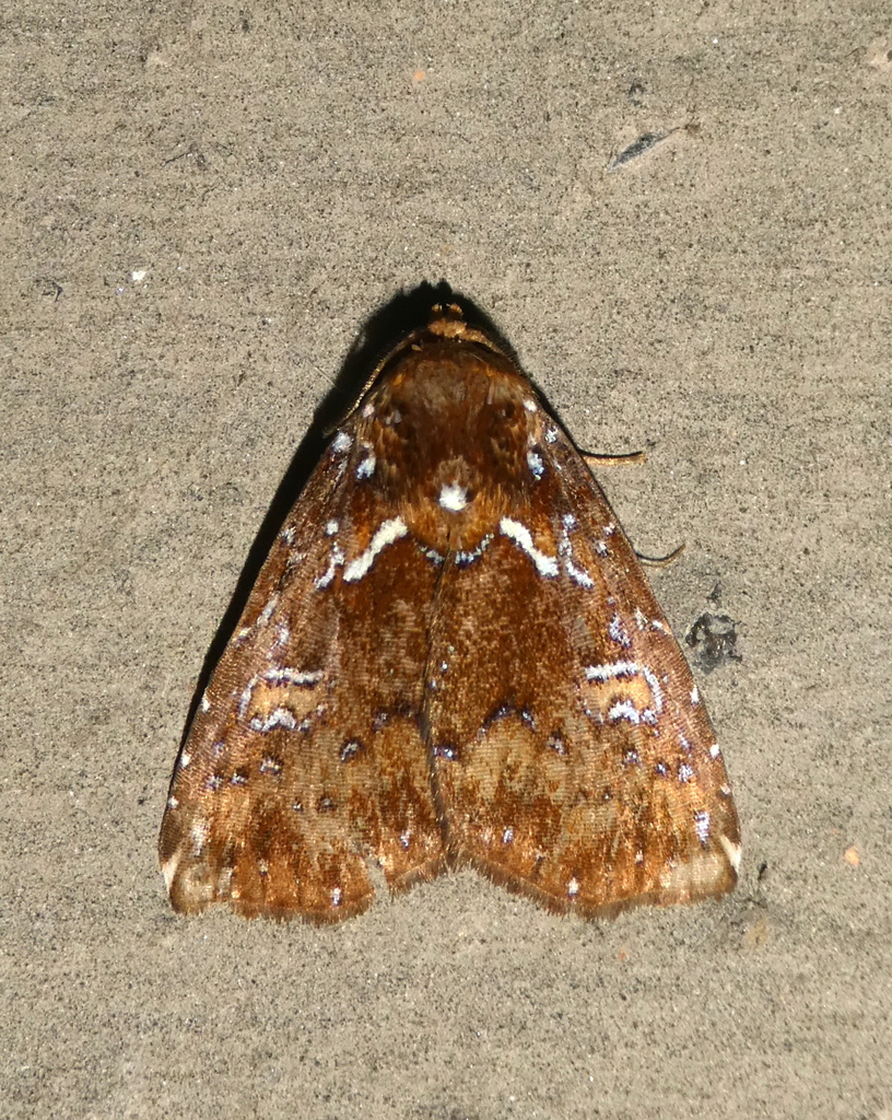 Eublarginea