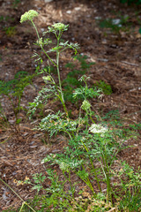 Cnidium silaifolium