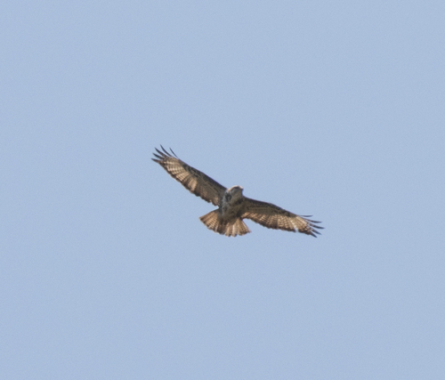 Mountain Buzzard (Buteo oreophilus)