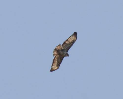 Mountain Buzzard (Buteo oreophilus), photo 2