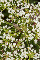 Cnidium silaifolium