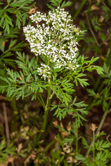 Cnidium silaifolium