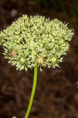 Cnidium silaifolium