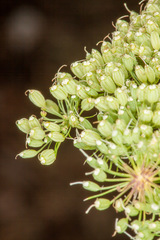 Cnidium silaifolium