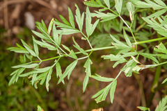 Cnidium silaifolium