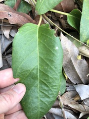 Parsonsia brisbanensis