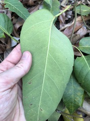 Parsonsia brisbanensis