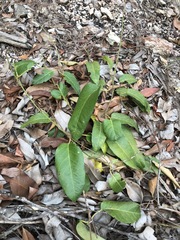 Parsonsia brisbanensis