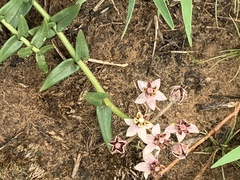Asclepias multicaulis