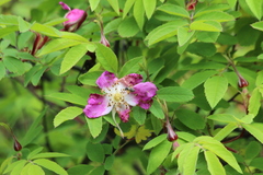 Rosa amblyotis