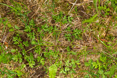 Peucedanum oreoselinum