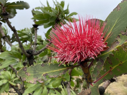 Protea rubropilosa Beard