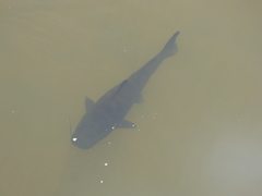 Steindachneridion melanodermatum