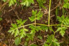 Peucedanum oreoselinum