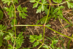 Peucedanum oreoselinum